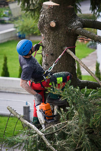 Best Tree Mulching  in Lowellville, OH